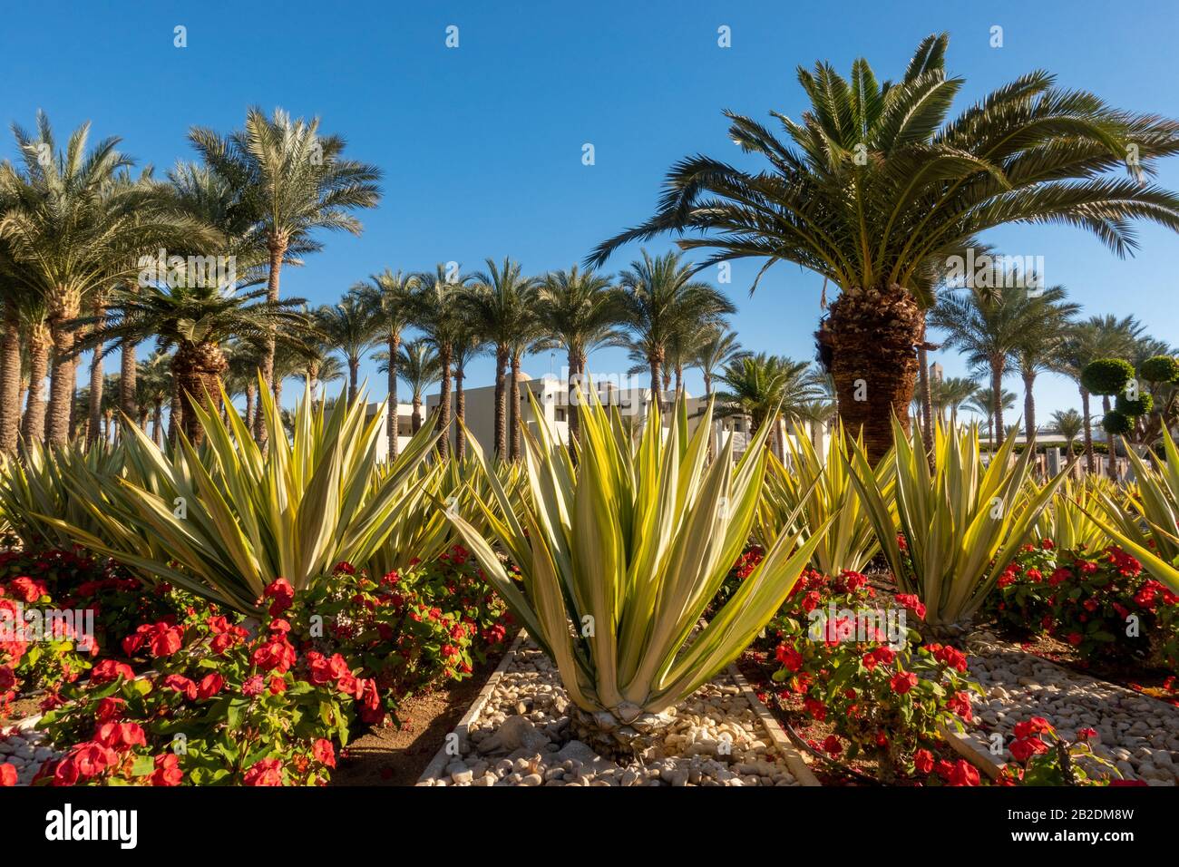 Botanical Garden With Exotic Plants In Egypt. Palm Trees, Green Agave And Blooming Red Flowers. Well Maintained Garden In Resort City In Summer Sunny Stock Photo