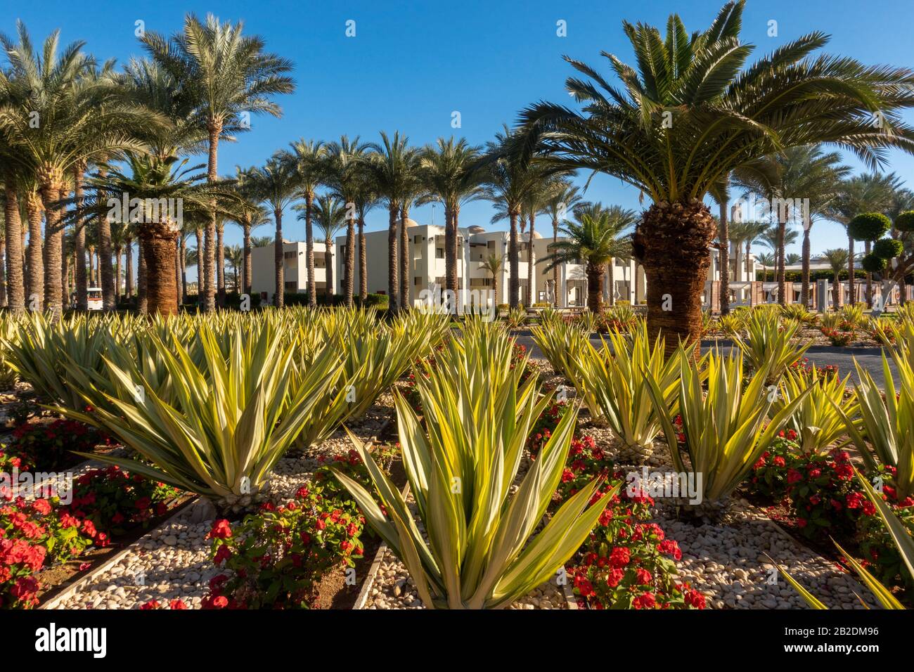 Botanical Garden With Exotic Plants In Middle East. Palm Trees, Green