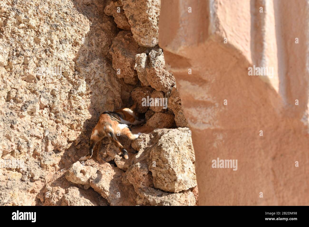 A cat catches a mouse in the street in stones. Stock Photo