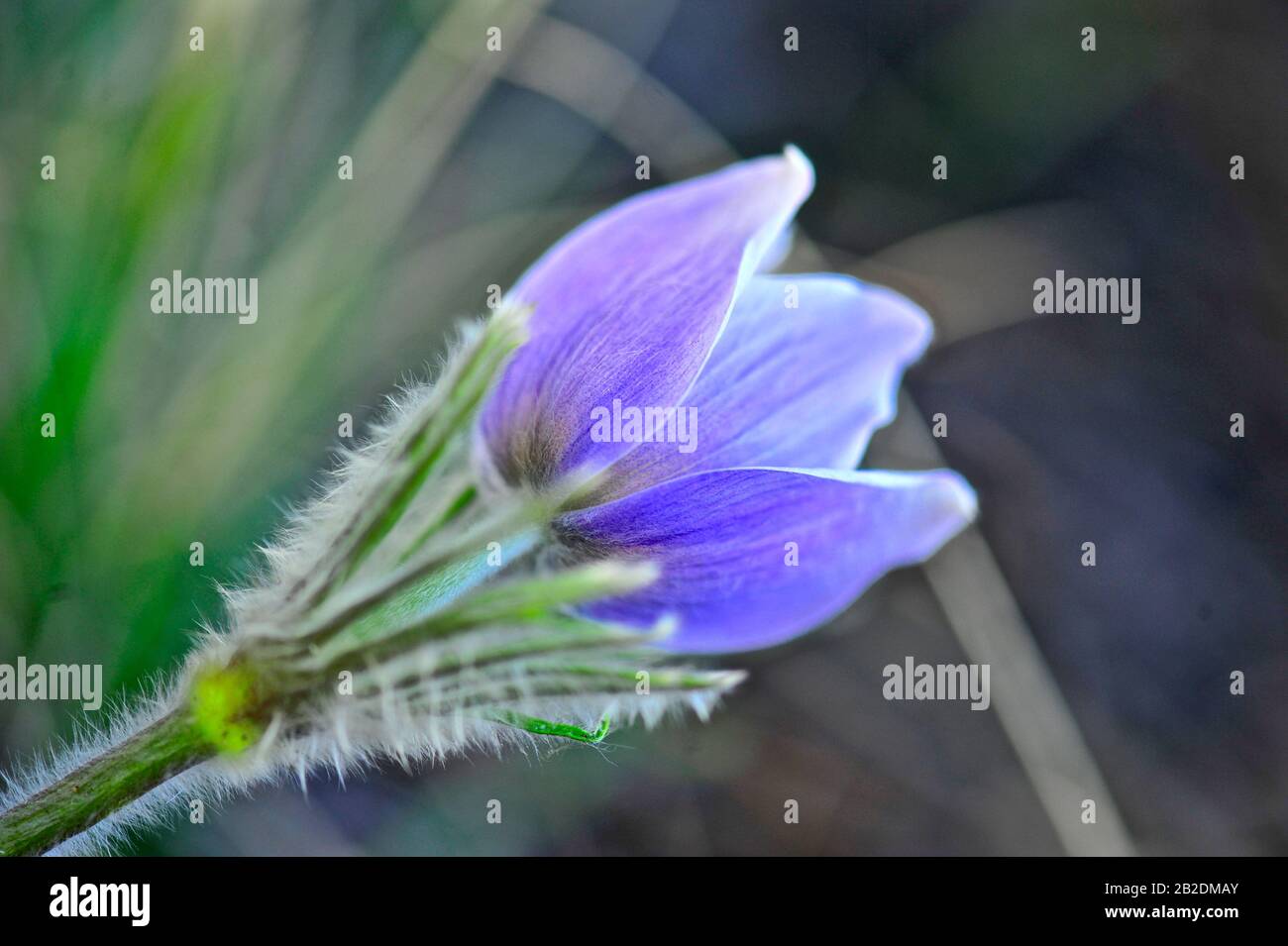 Pasque flower colorado hires stock photography and images Alamy