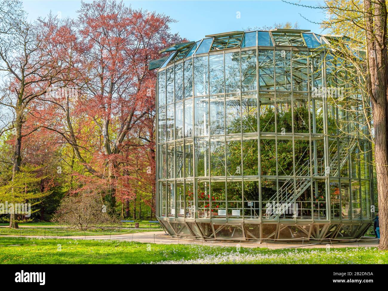 200 years old Camellia in a portable Greenhouse in Pillnitz Castle Garden near Dresden, Germany Stock Photo