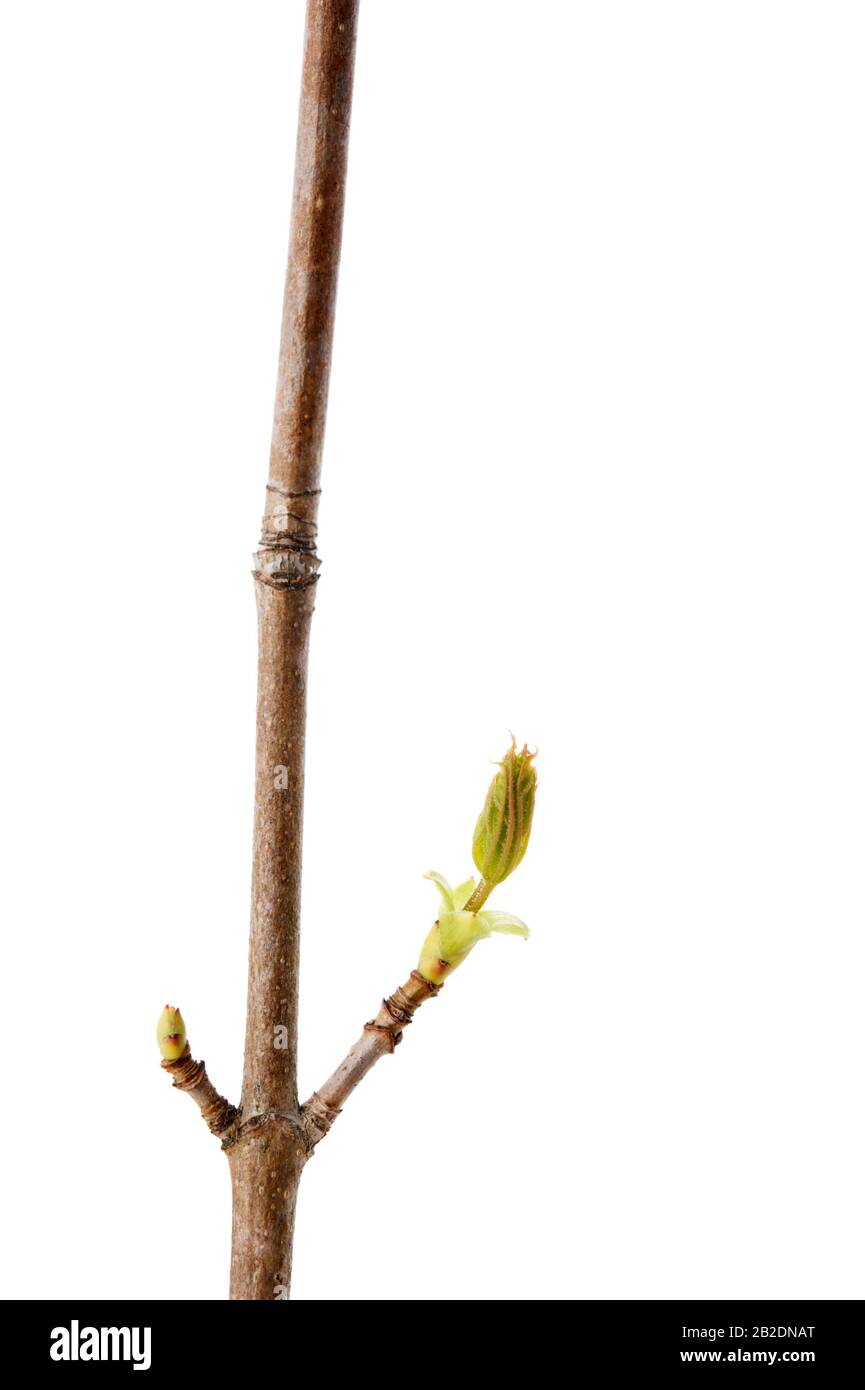 Maple (Acer platanoides) branch with buddind leaves in spring. Isolated on white. Stock Photo