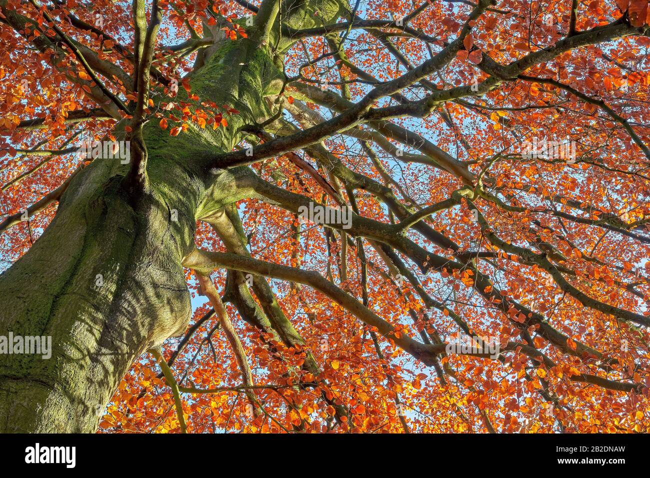 Bark of a big old beech fagus sylvatica hi-res stock photography and ...