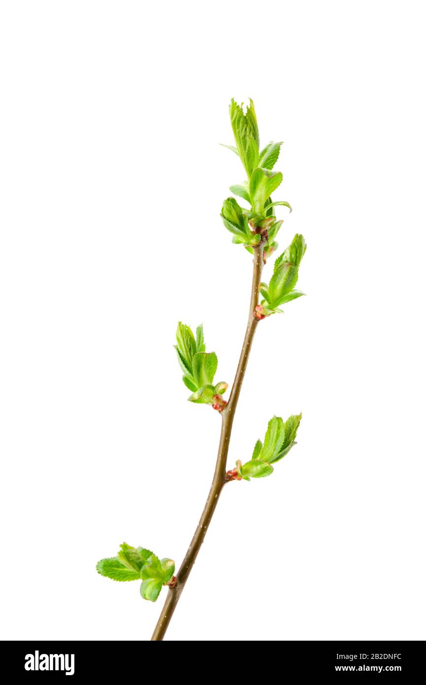 A spring branch of hawthorn (Crataegus) with budding leaves and thorns, isolated on white. Stock Photo