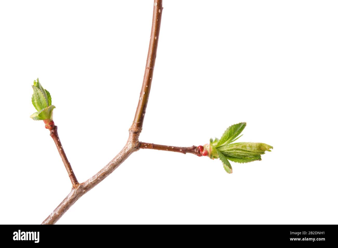A spring branch of hawthorn (Crataegus) with budding leaves isolated on white. Stock Photo