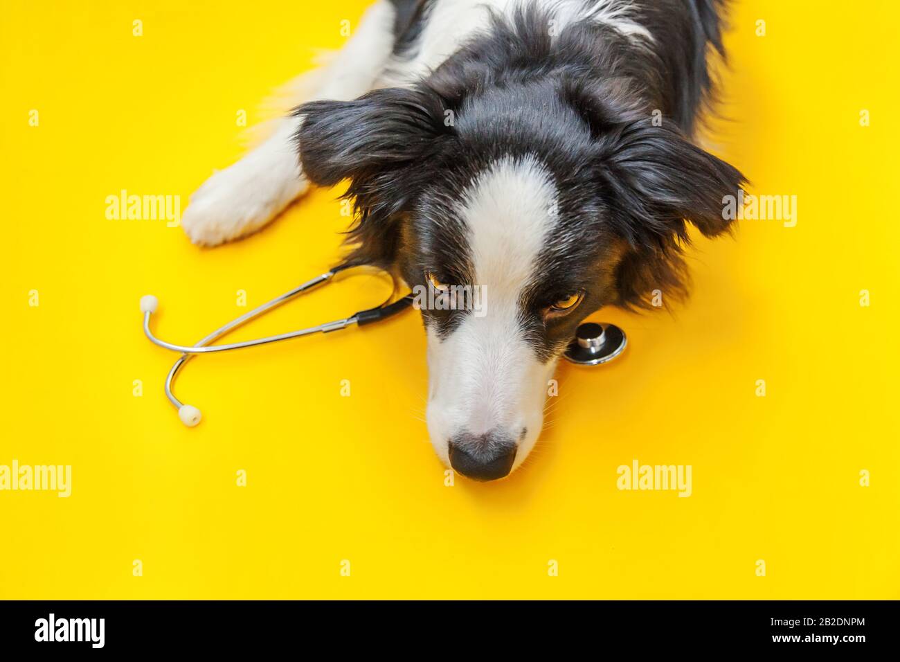 Yellow border sales collie puppy