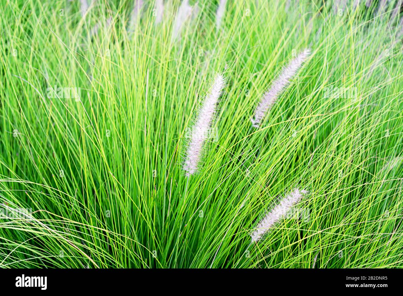 Spring or summer grass field background. Selective focus. Stock Photo