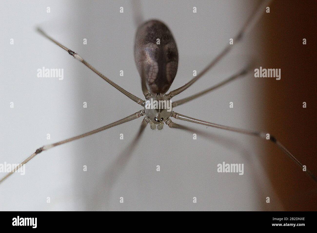 Daddy Long legs Spider Pholcus Phalangioides Stock Photo Alamy daddy-long-legs-spider-pholcus-phalangioides-stock-photo-alamy