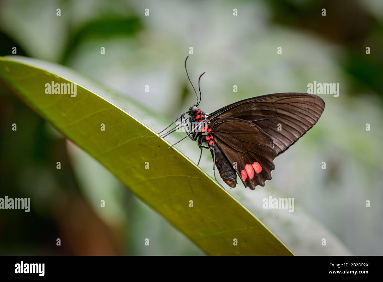 Beautiful Mimoides ilus butterfly on a leaf Stock Photo