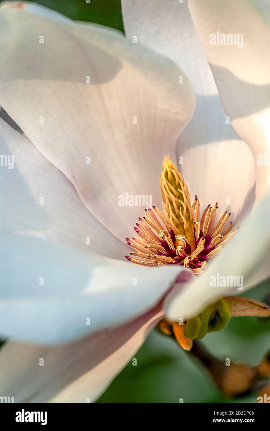 Close-up of a white camelia blossom in the Pillnitz castle park near Dresden, Saxony, Germany Stock Photo