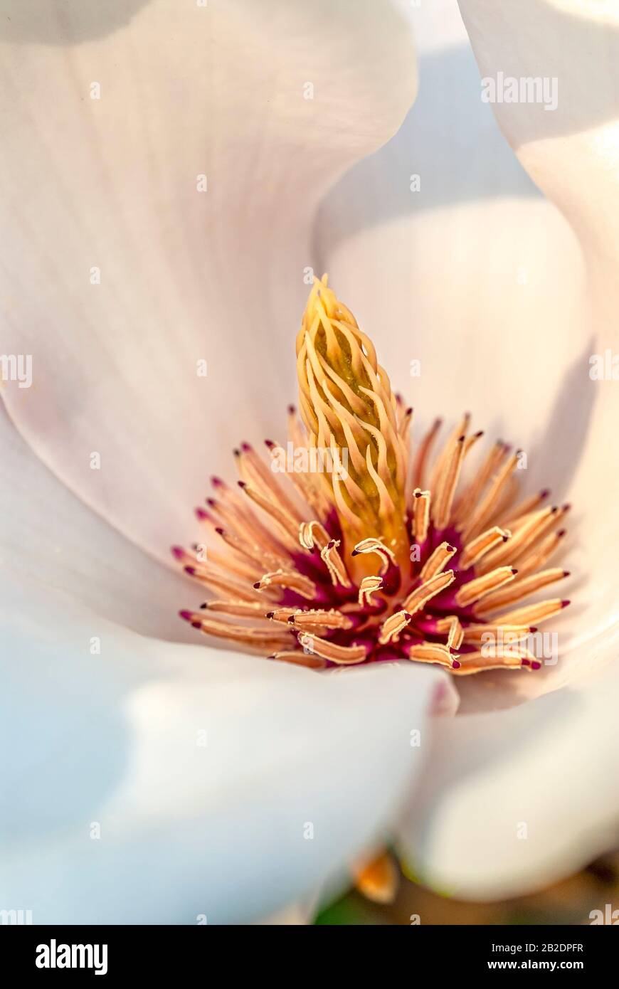 Close-up of a white camelia blossom in the Pillnitz castle park near Dresden, Saxony, Germany Stock Photo