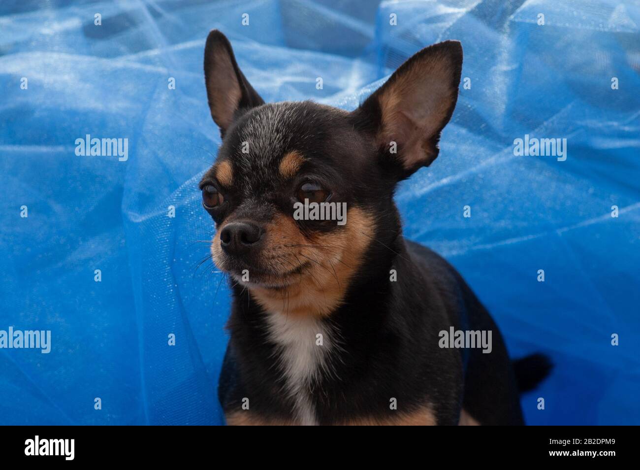 c chihuahua