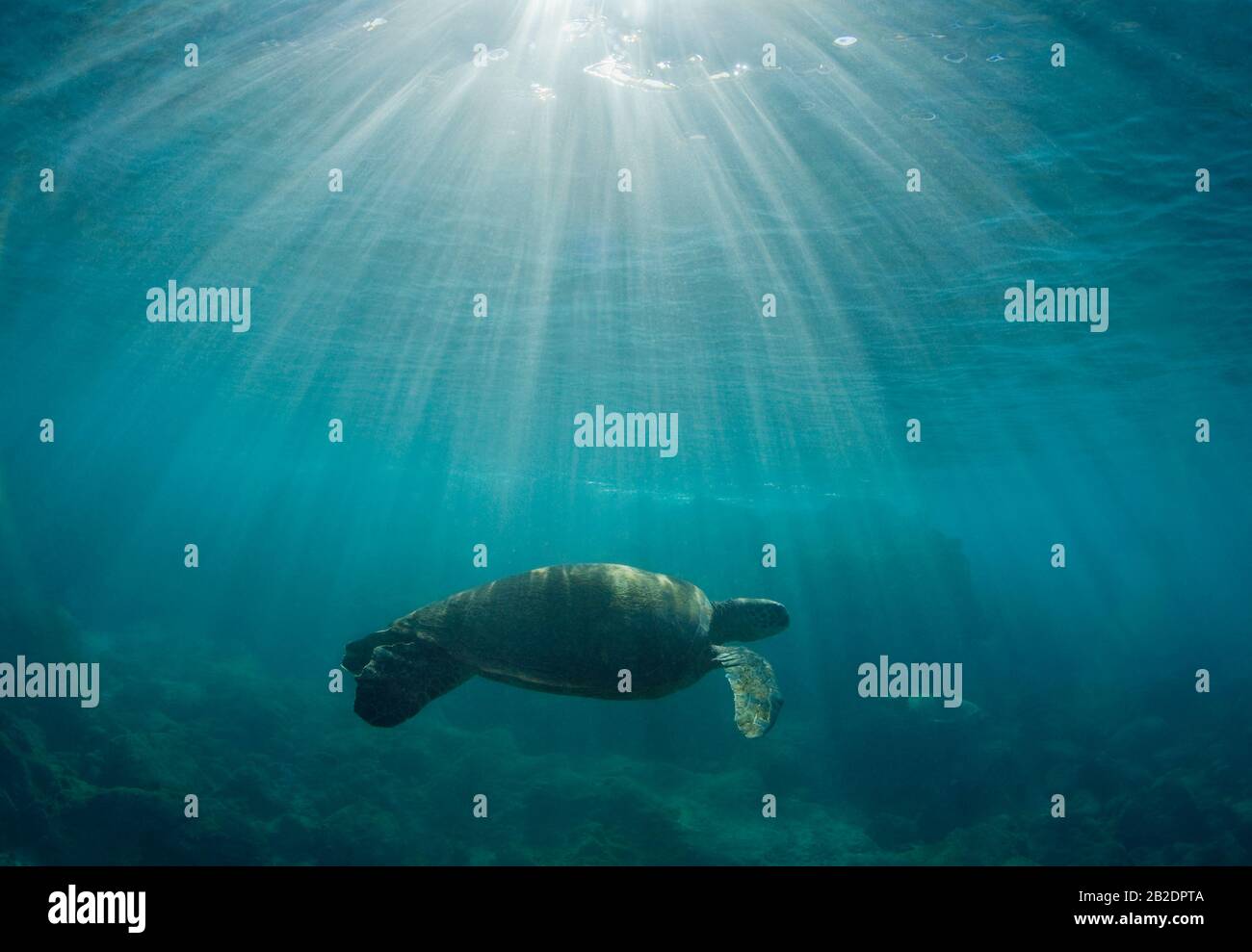 Green sea turtle swims with sun rays underwater at Palauea, Maui, Hawaii. Stock Photo