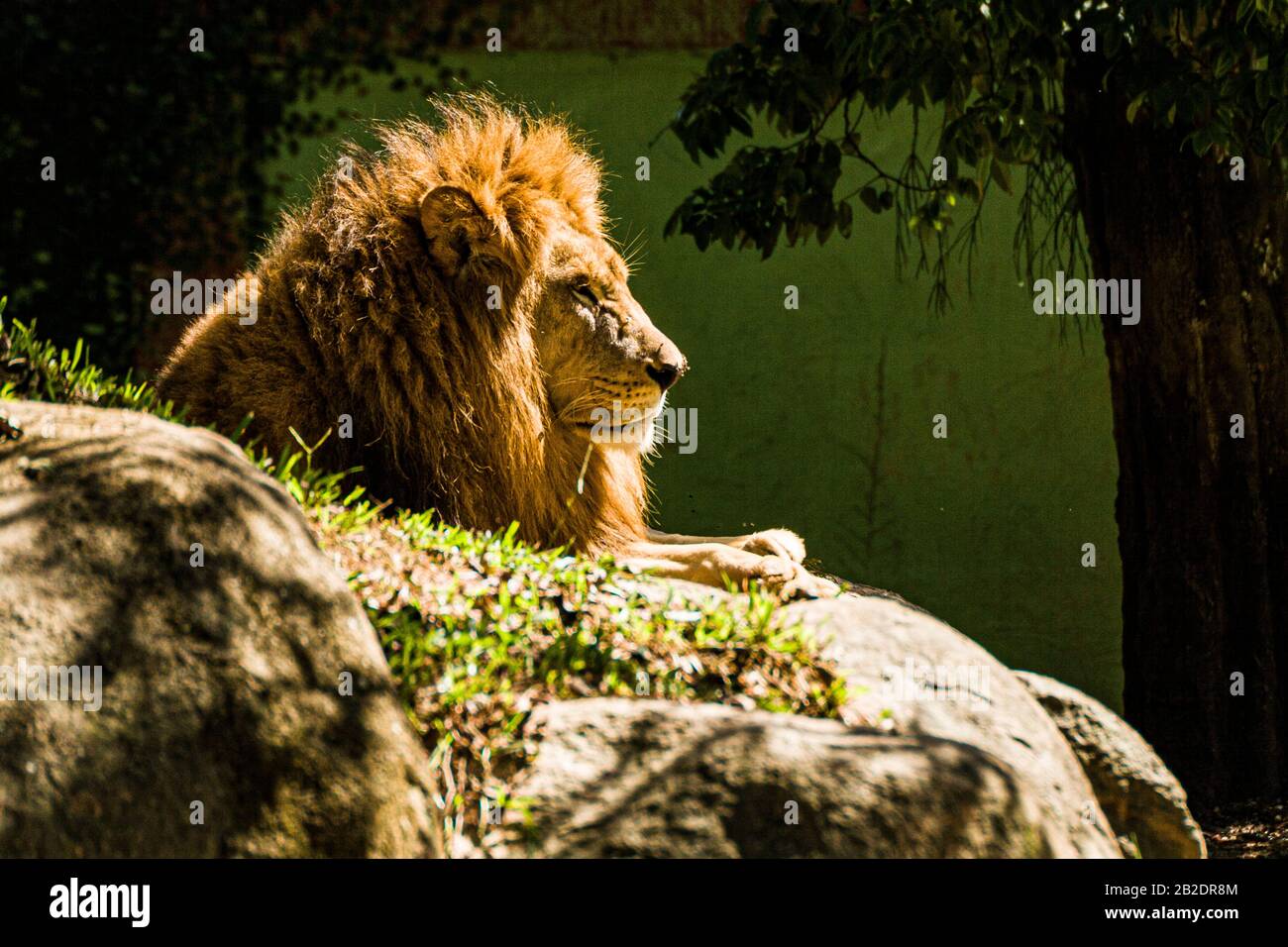 African lions in the Zoo of Pomerode. Pomerode, Santa Catarina, Brazil. Stock Photo