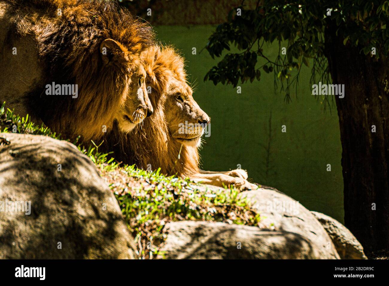African lions in the Zoo of Pomerode. Pomerode, Santa Catarina, Brazil. Stock Photo