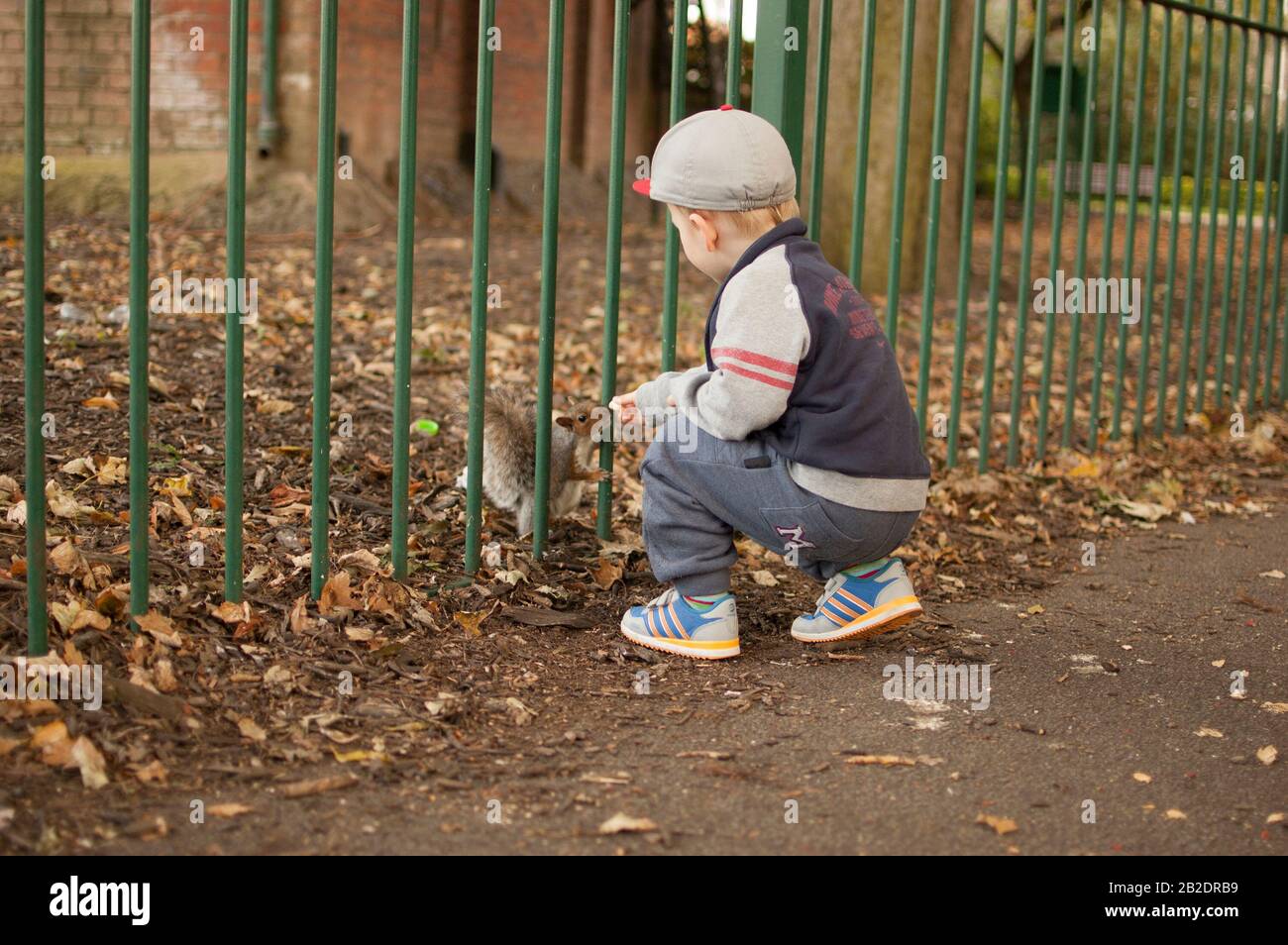 Child feeding a squirrel in local park through the fence Stock Photo