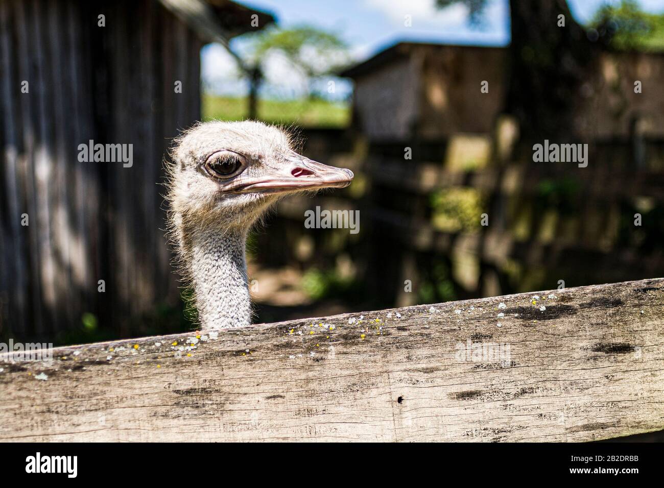 Ostrich in the Zoo of Pomerode. Pomerode, Santa Catarina, Brasil. Stock Photo