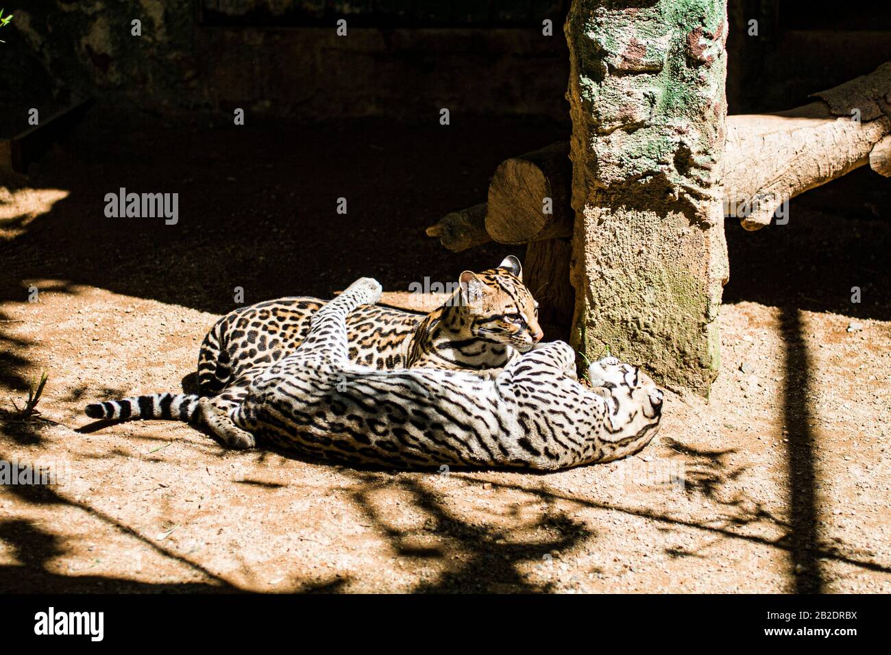 Ocelots in the Zoo of Pomerode. Pomerode, Santa Catarina, Brazil. Stock Photo