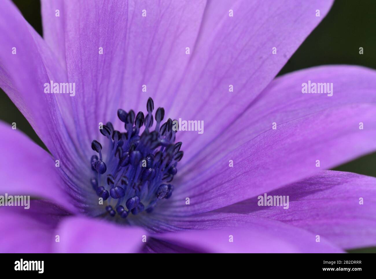 close-up of stamens and pistil of purple wildflower Stock Photo