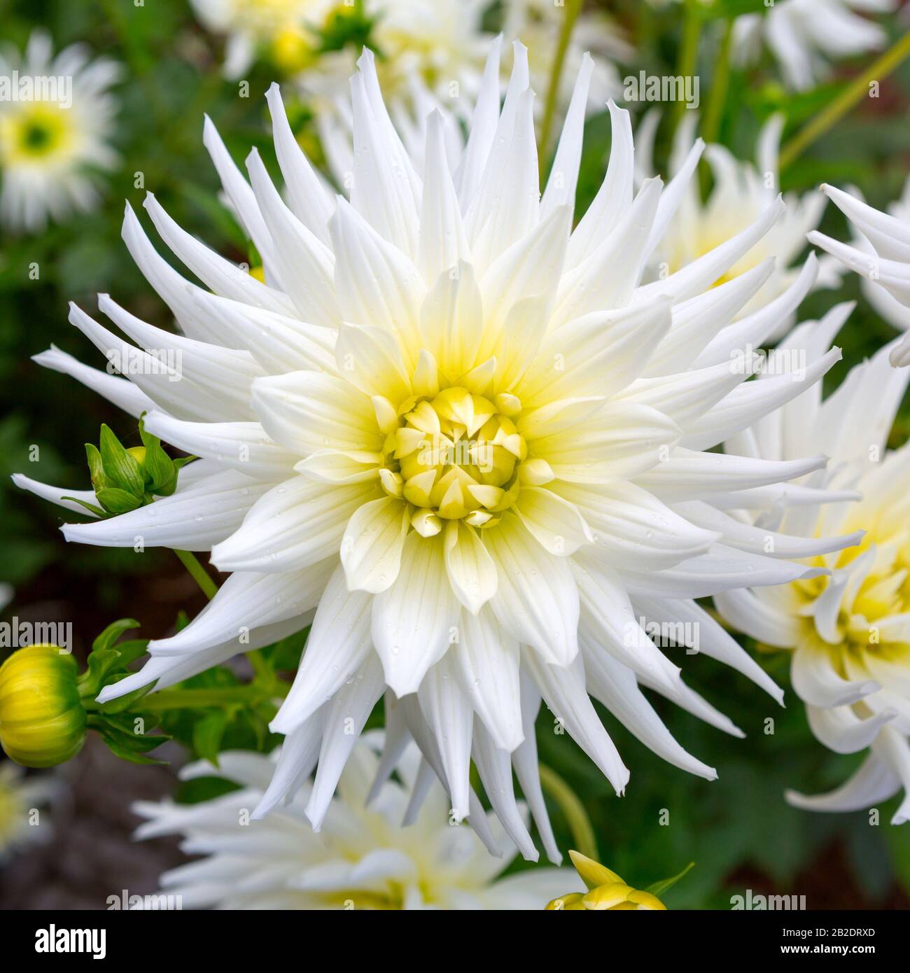 Dahlia flower plant hi-res stock photography and images - Alamy