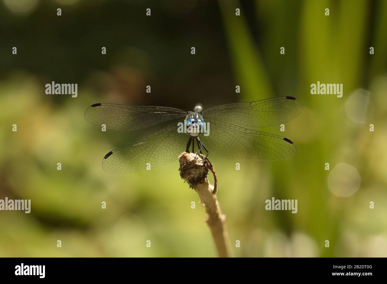 dragonfly parked on a branch, front view Stock Photo