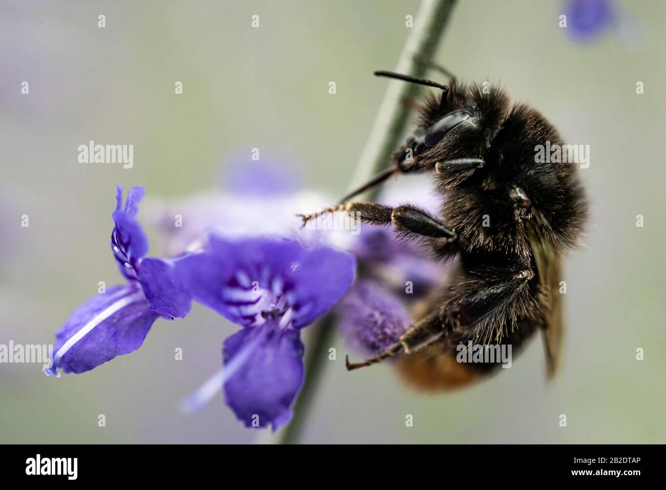 Bumblebee (Bombus) collects nectar on a blue flower, close-up, Germany Stock Photo