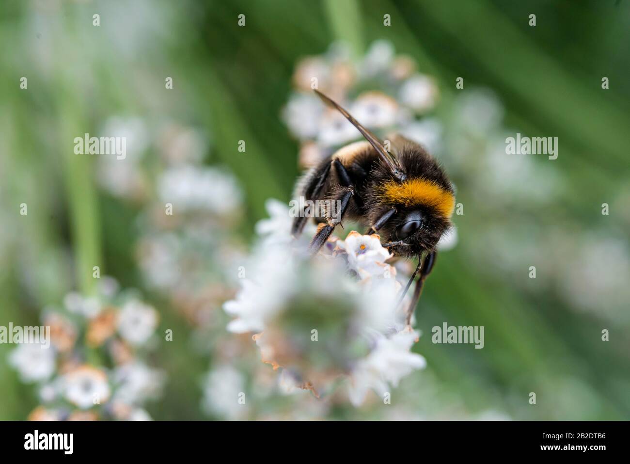 Bumblebee (Bombus) collects nectar on a white flower, close-up, Germany Stock Photo