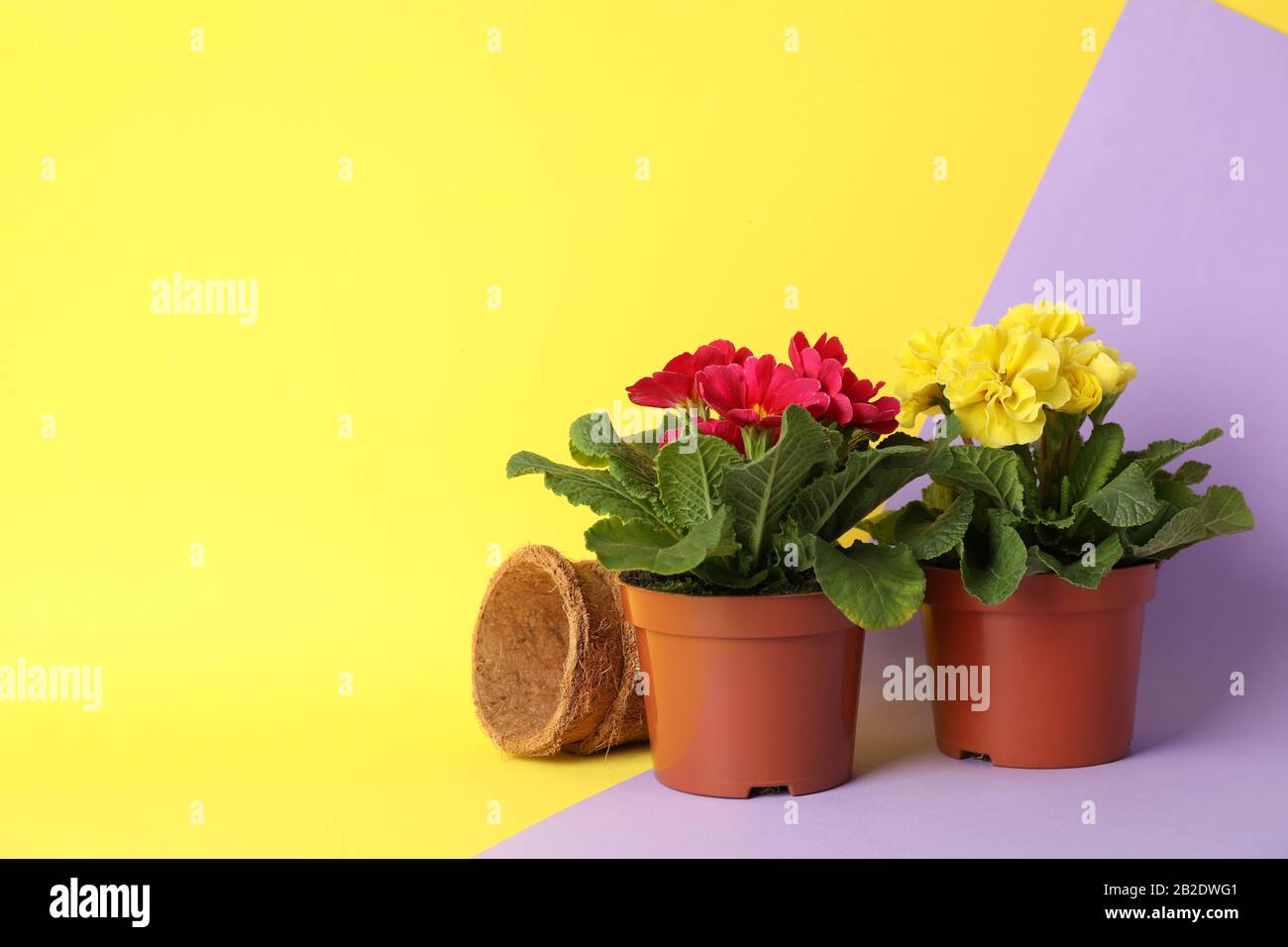 Primroses in pots on two tone background, space for text Stock Photo