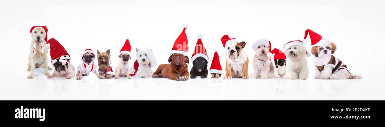 large group of dogs wearing santa claus hats and costumes on white ...