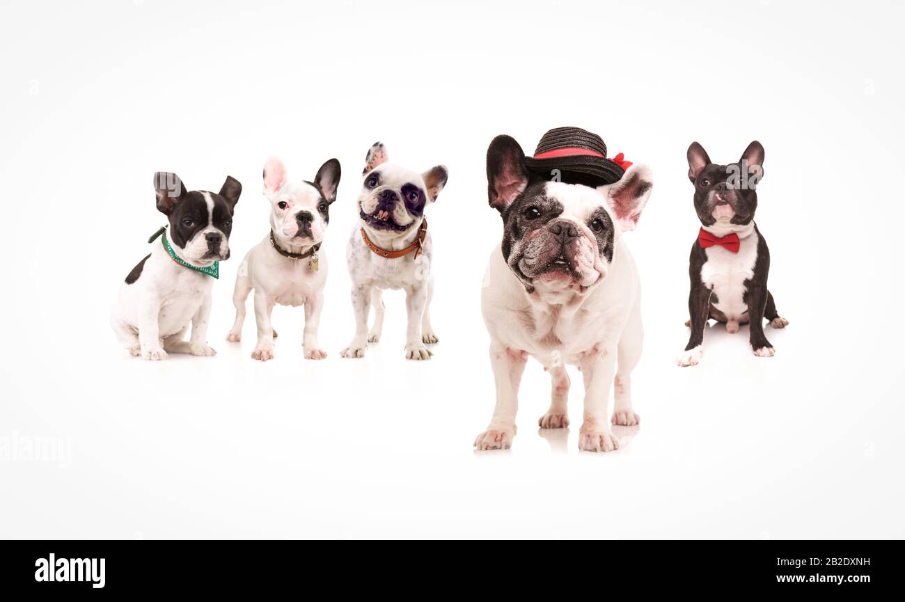 cute french bulldog wearing hat standing in front of its dog friends on white background Stock Photo