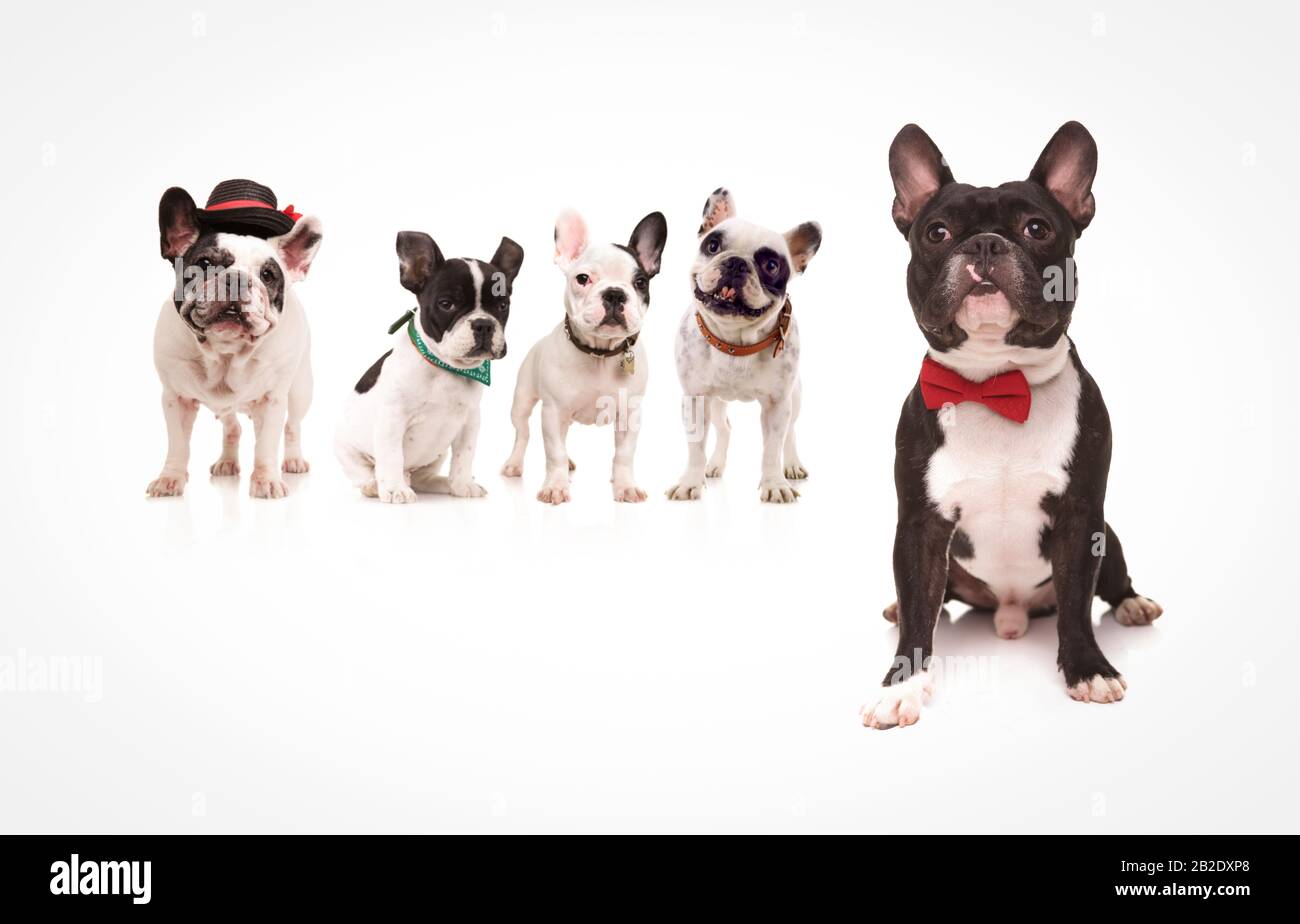 seated french bulldog wearing red bowtie in front of a group of french bulldogs firends on white background Stock Photo