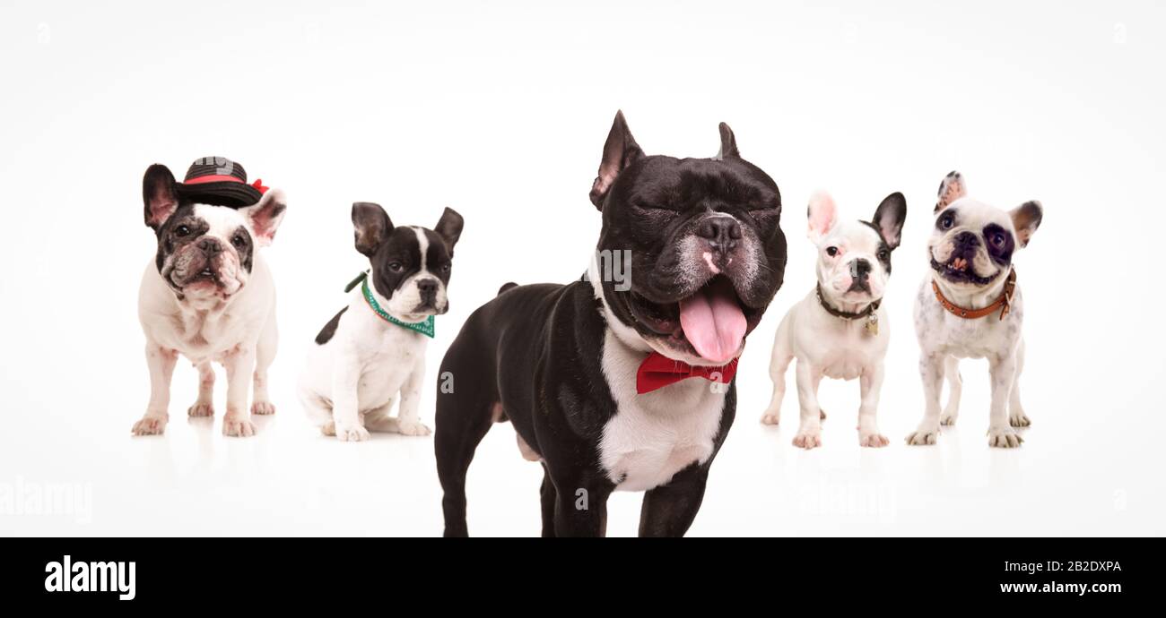 excited french bulldog with mouth open and eyes closed wearing bowtie , in front of  group of other dogs on white background Stock Photo