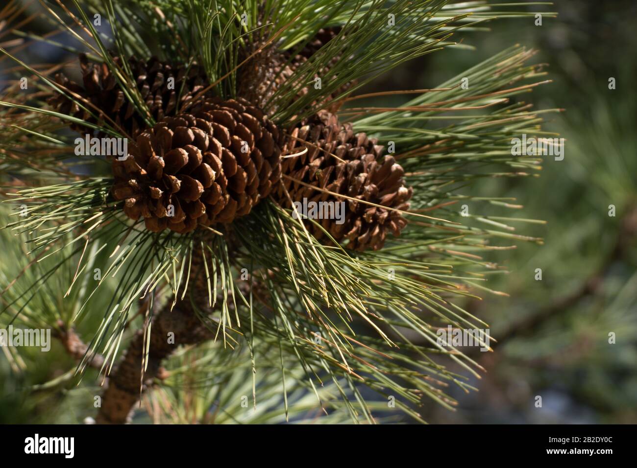 Detail of pine leaves and dried pineapples and blue sky Stock Photo