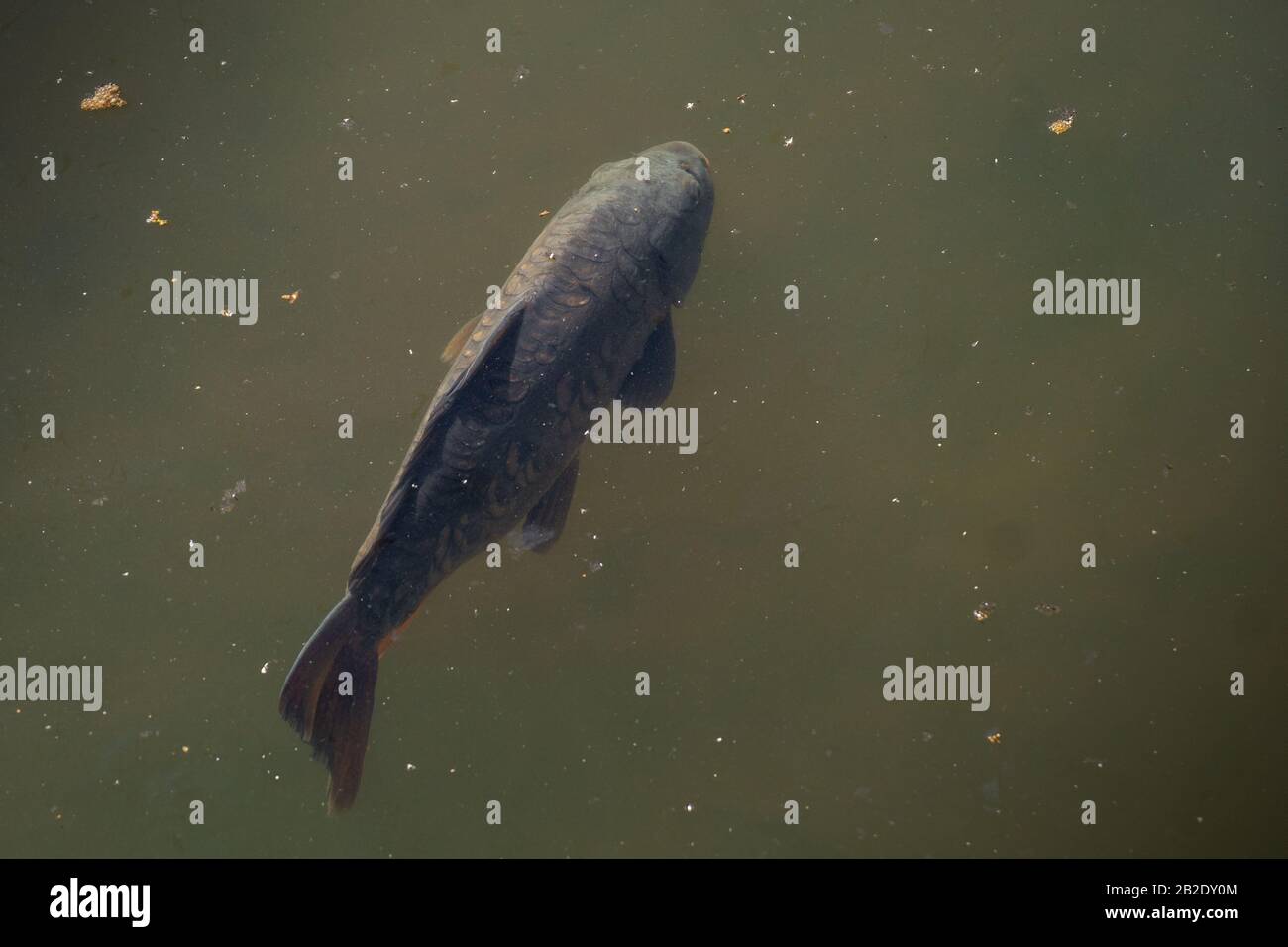 The common carp or European carp in the water in Madrid Stock Photo