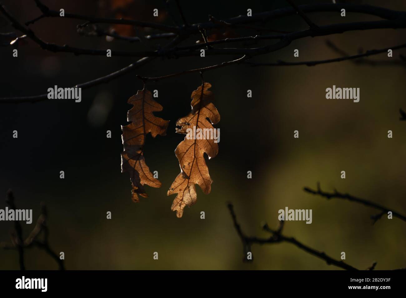 Dry Oak Leaf High Resolution Stock Photography and Images - Alamy