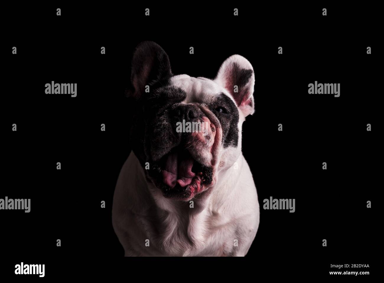 angry or mad french bulldog looking like it is screaming on black