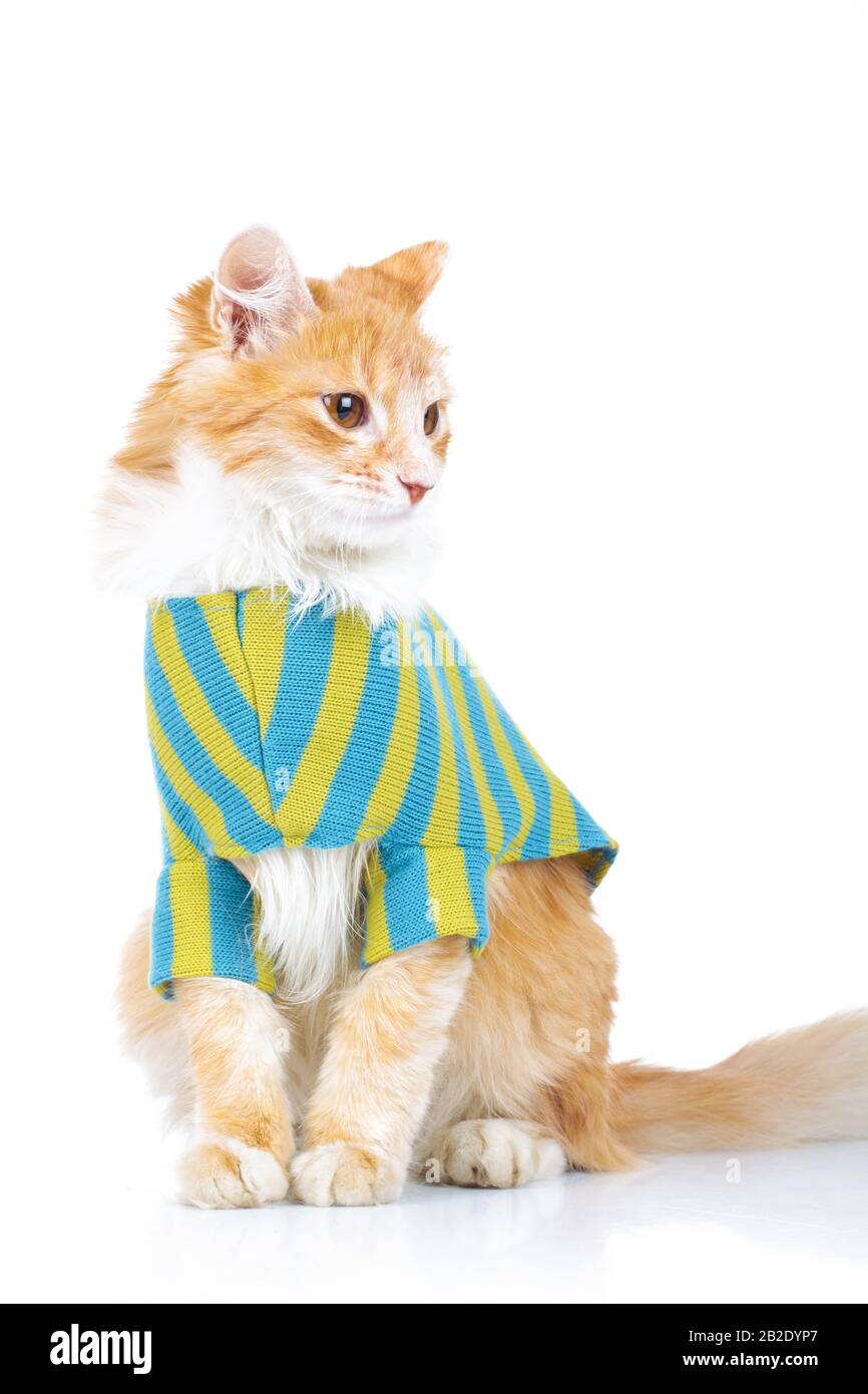 https://c8.alamy.com/comp/2B2DYP7/cute-seated-cat-wearing-clothes-looks-to-side-on-white-background-2B2DYP7.jpg