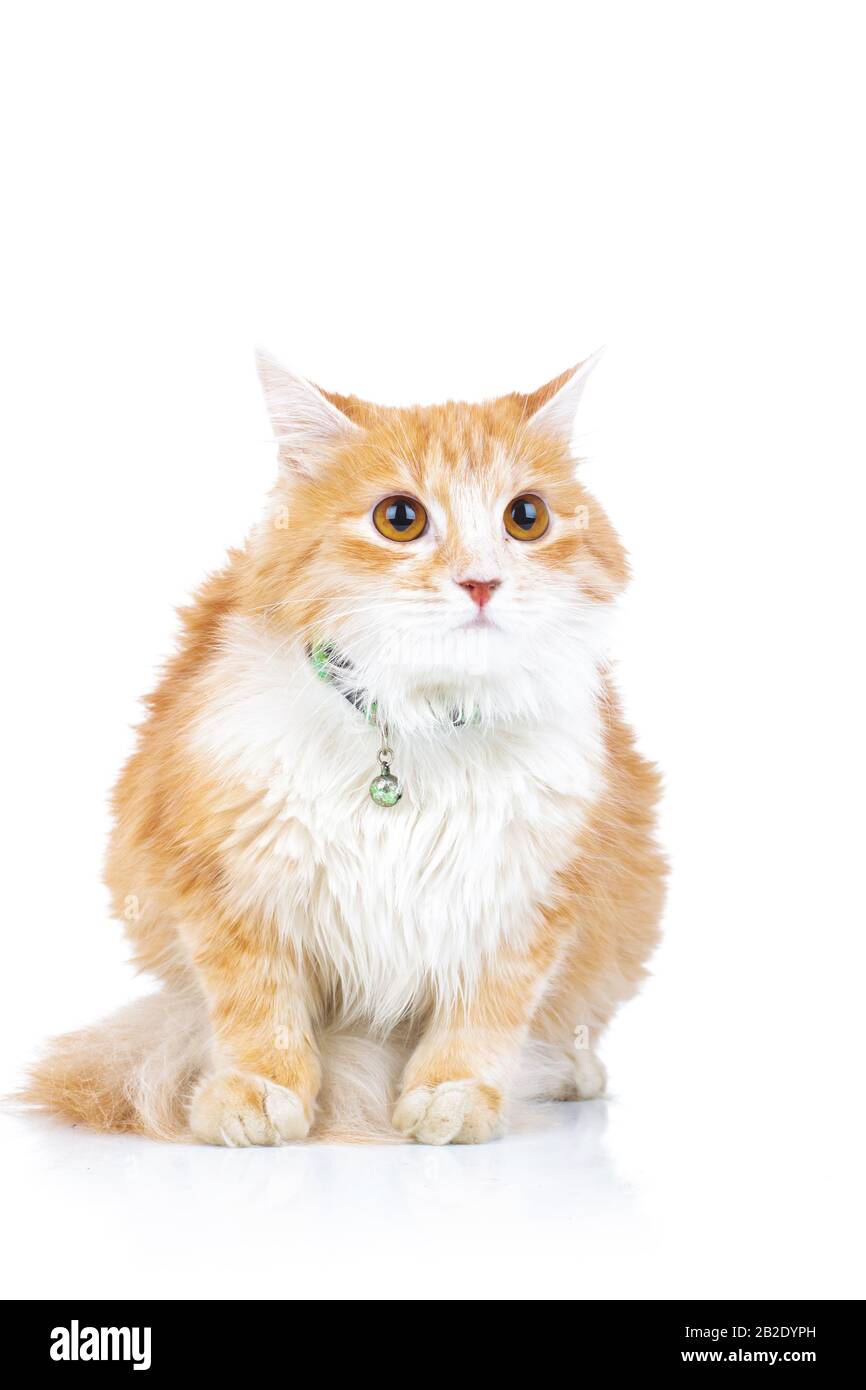 orange cat sitting and looking up on white background Stock Photo - Alamy