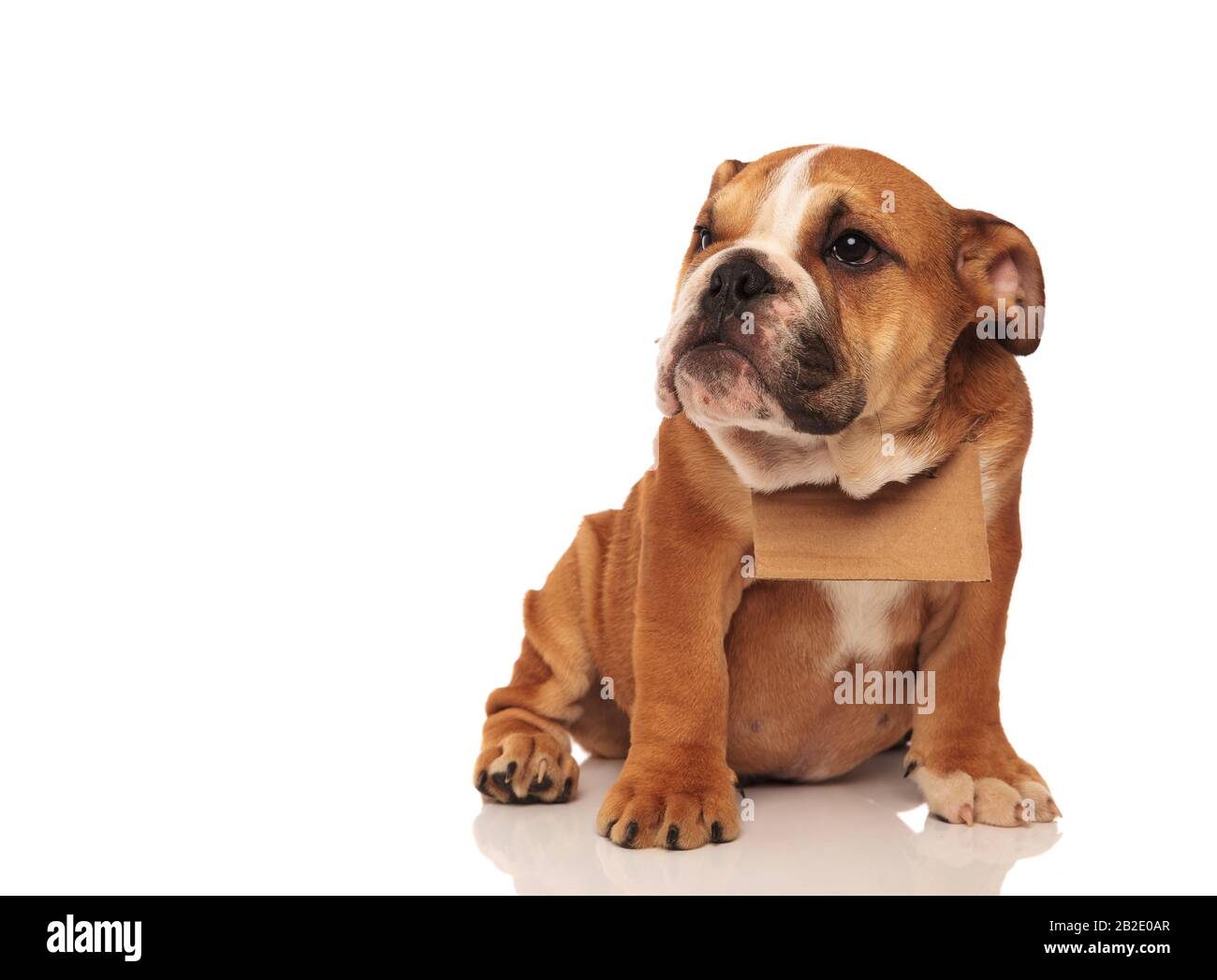 sad little english bulldog puppy whishing to be adopted looks to