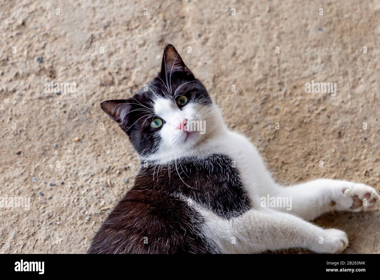 close up portrait of a black and white cat in the countryside Stock ...