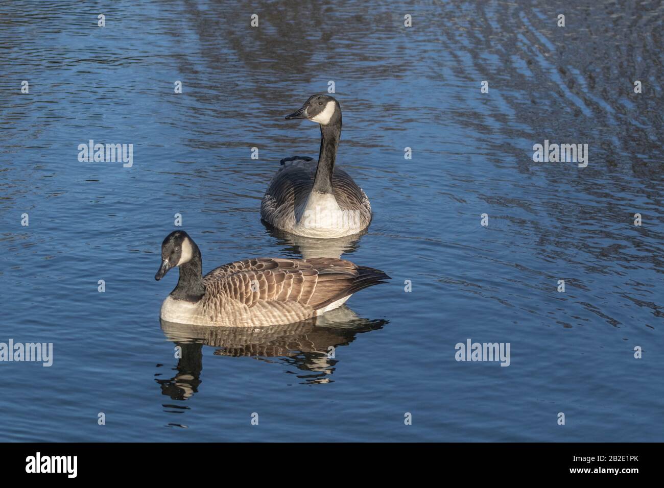 A Pair of Canada Geese (UK) Stock Photo