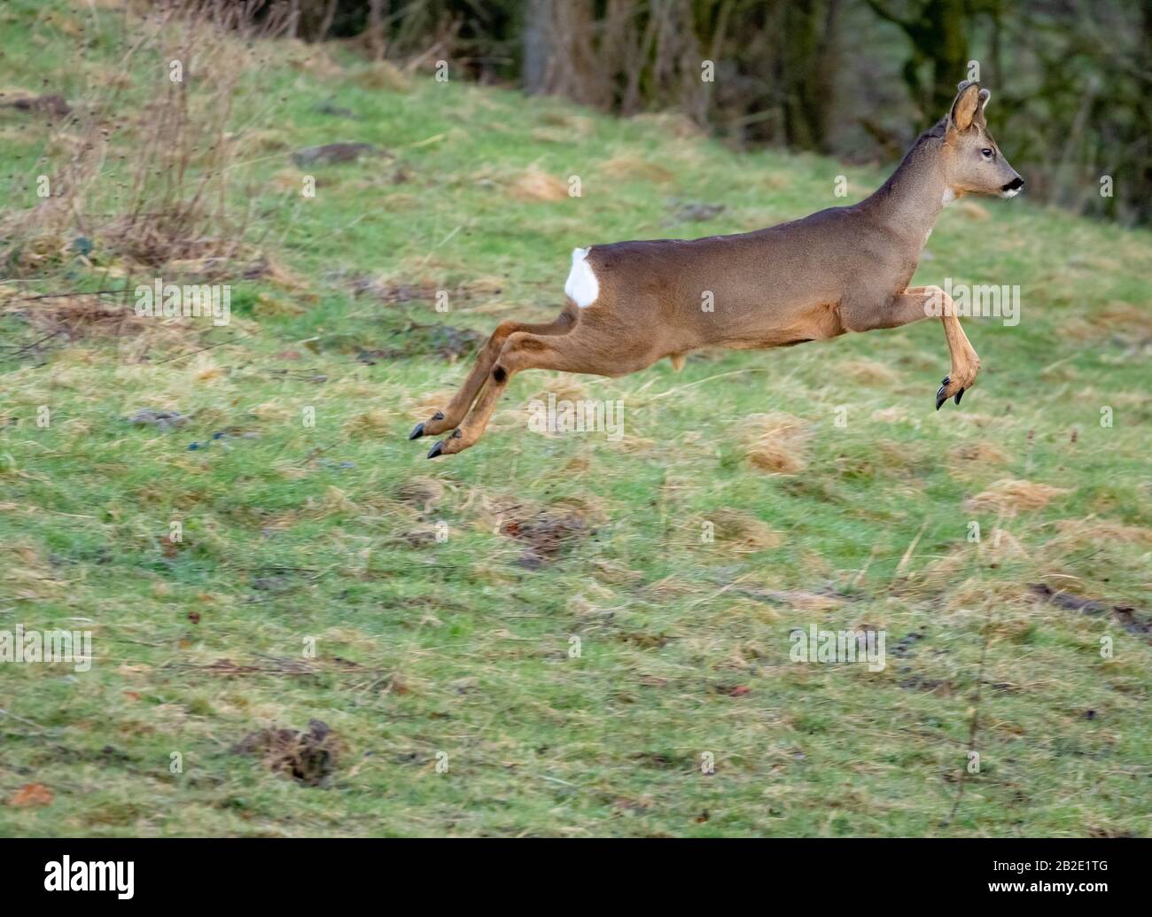Roe deer (UK) in English countryside in winter Stock Photo - Alamy