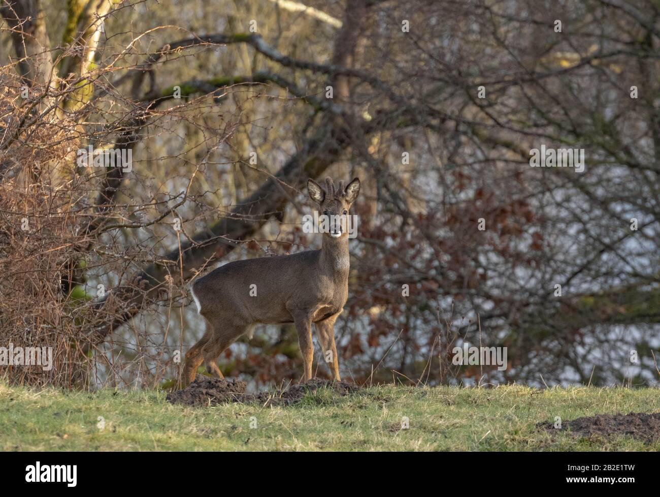 Single roebuck hi-res stock photography and images - Alamy