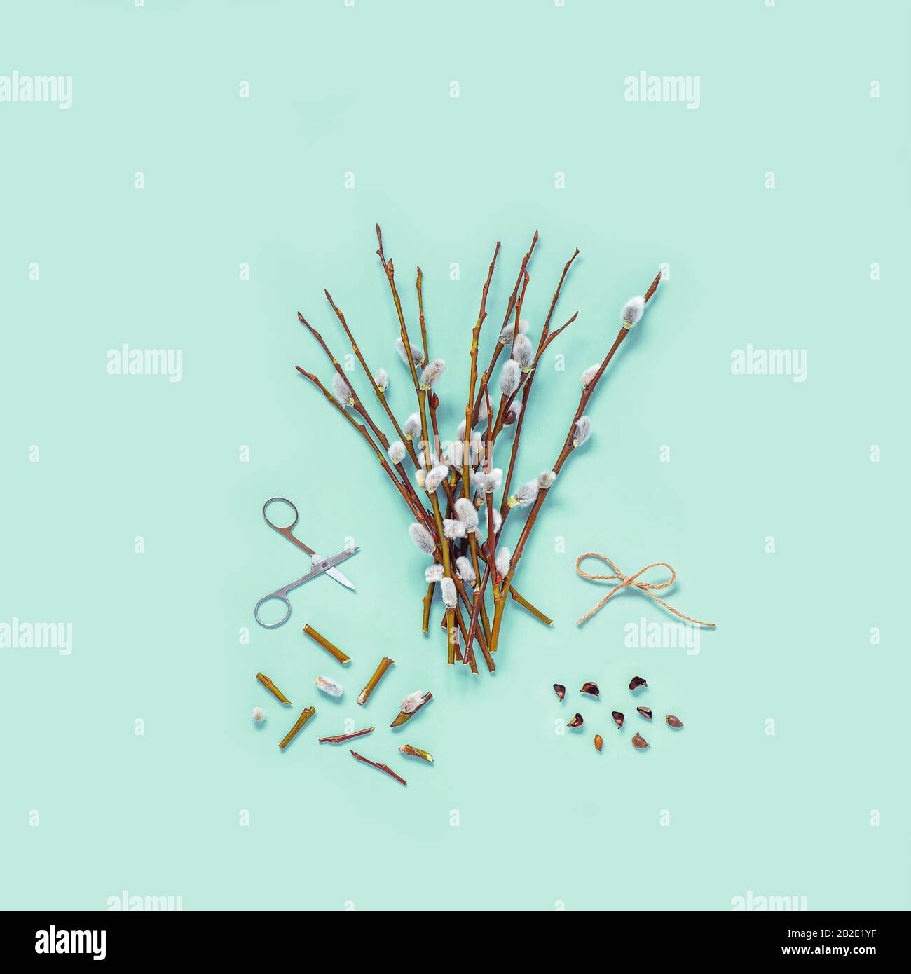 Branches with kidneys, scissors on a light background. Easter spring flat lay concept. Stock Photo
