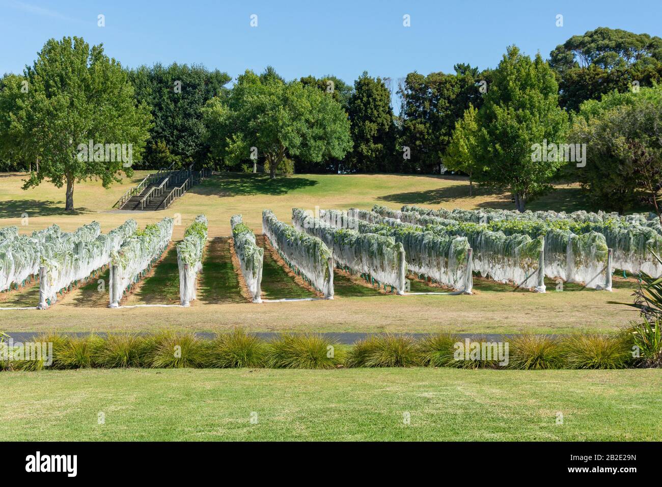 Rows of vines at Villa Maria Auckland Winery, Mangere, Auckland, Auckland Region, New Zealand Stock Photo