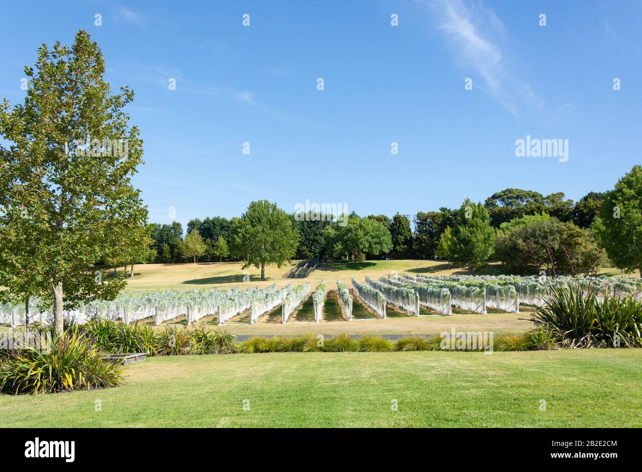 Rows of vines at Villa Maria Auckland Winery, Mangere, Auckland, Auckland Region, New Zealand Stock Photo