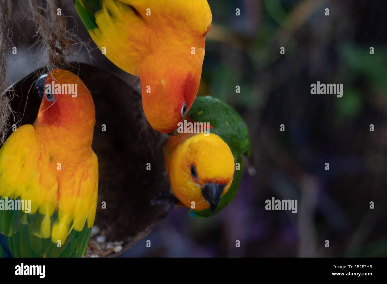 Multiple Birdges Multiple birds hi-res stock photography and images - Alamy
