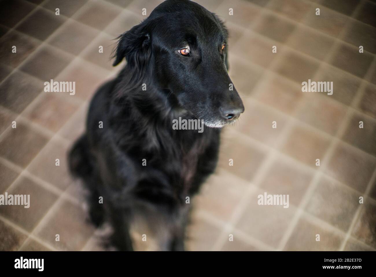 Black dog sitting on a kitchen floor Stock Photo