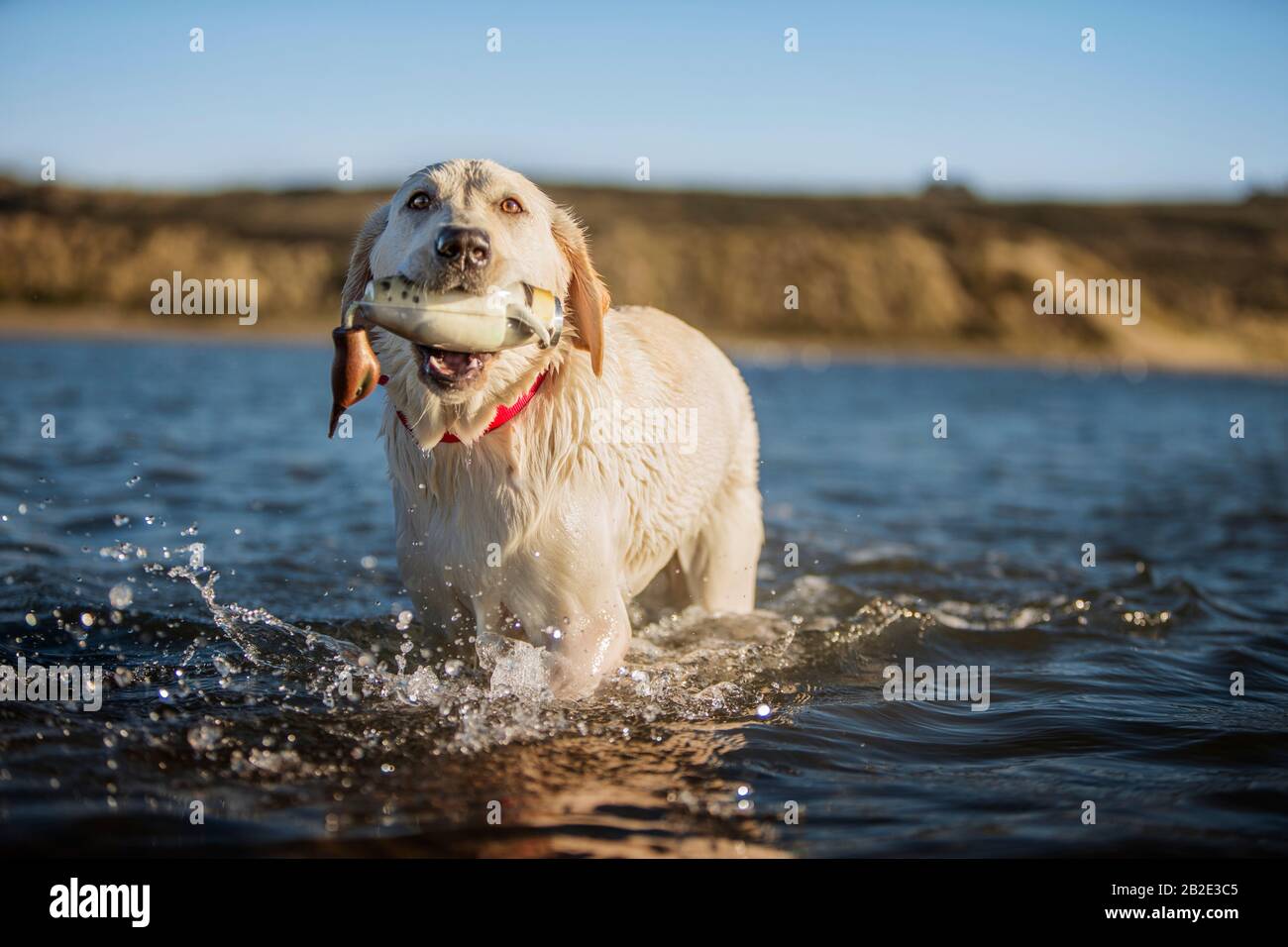 Golden labrador with duck decoy in its mouth Stock Photo