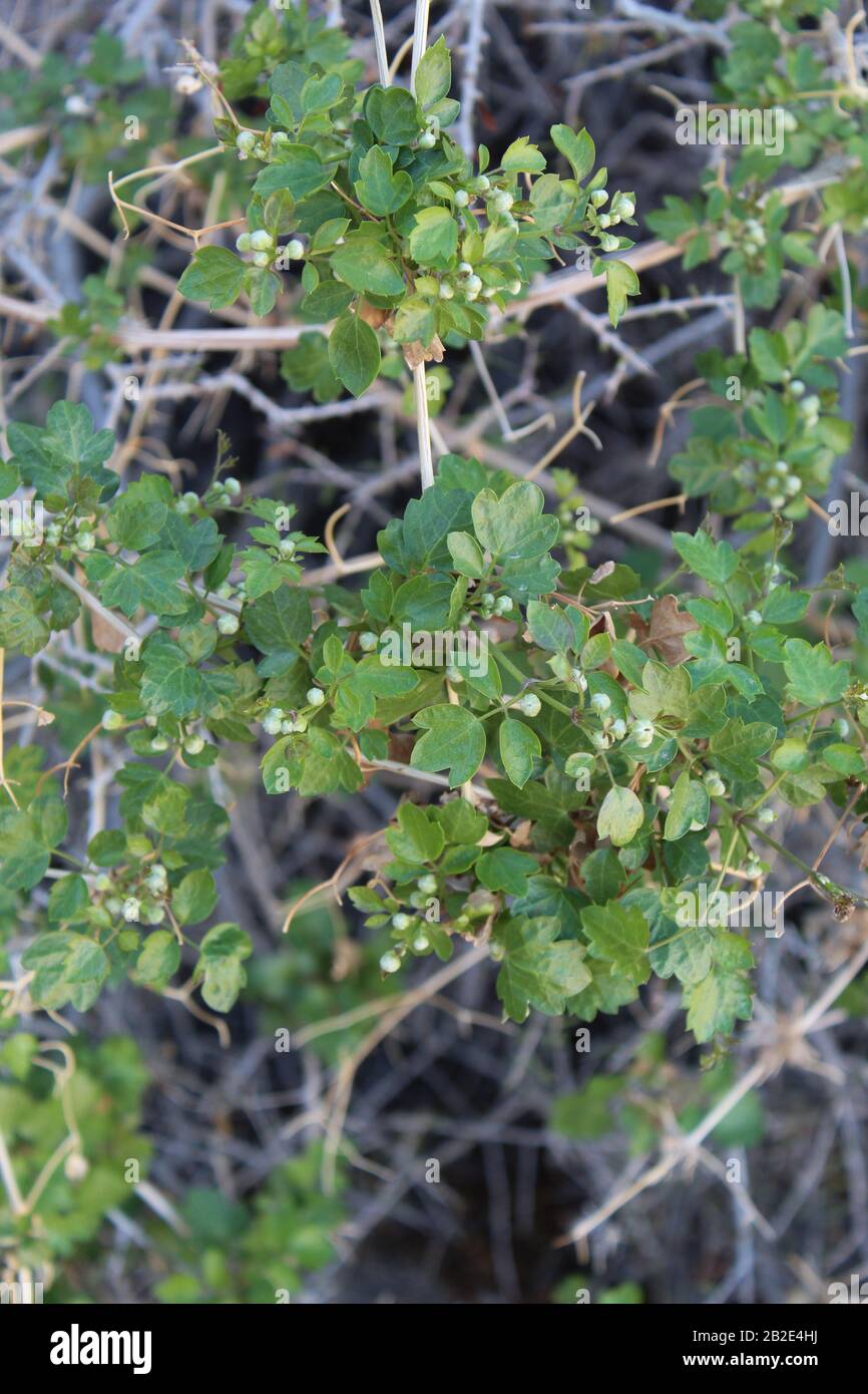Beginning new growth as Winter tapers in Joshua Tree National Park is Clematis Pauciflora, Ropevine Clematis, a Southern Mojave Desert native. Stock Photo